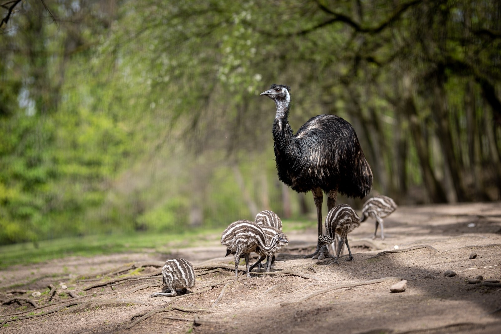 Emu, Foto: Thomas Hahn