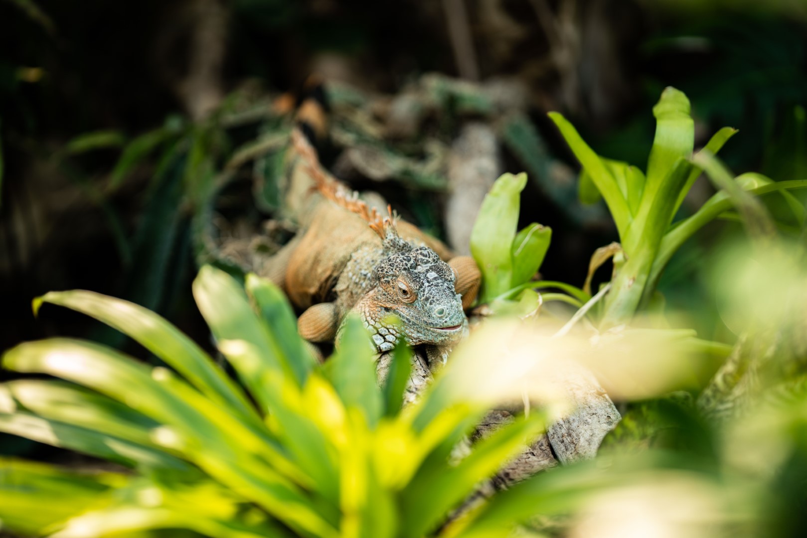 Grüner Leguan, Foto: Tom Burger