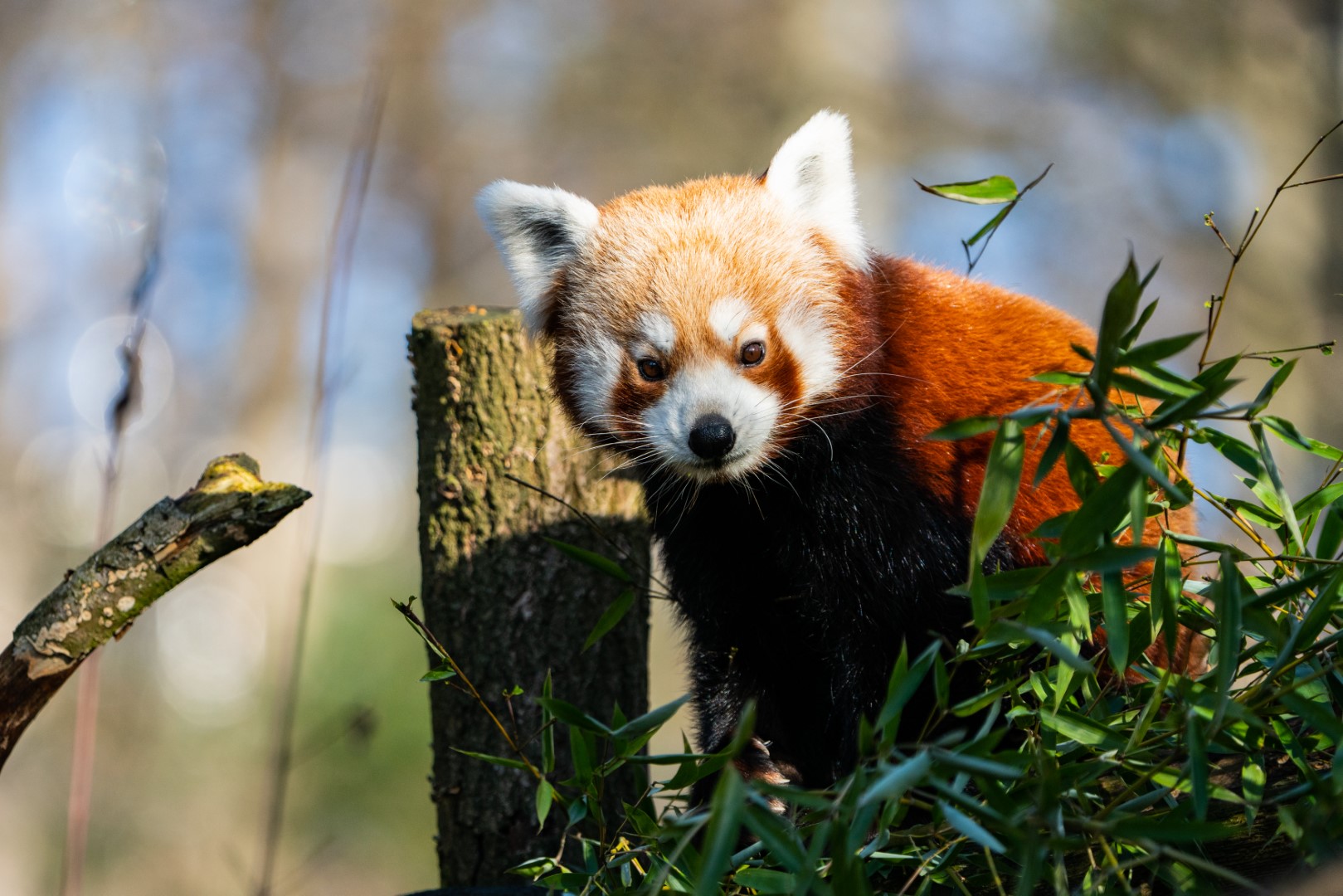 Kleiner Pandabär, Foto: Tom Burger