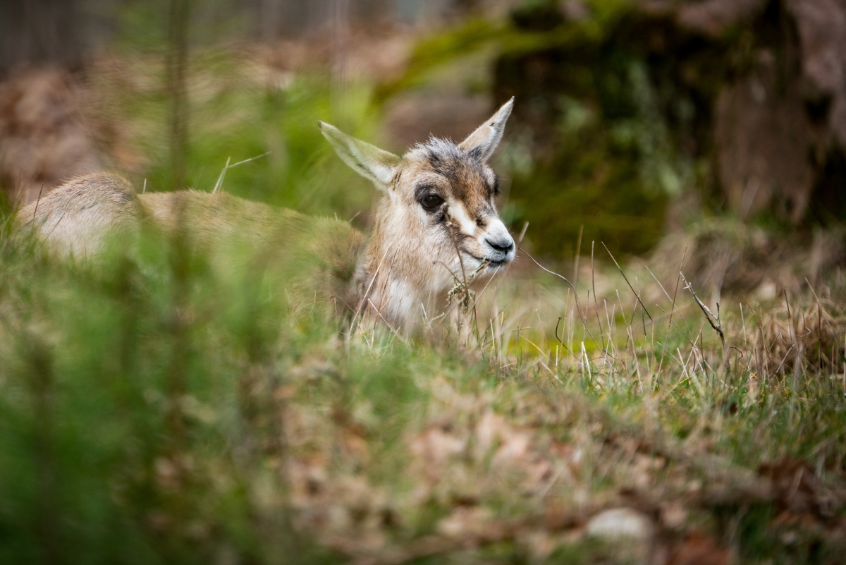 Kropfgazelle, Foto: Tom Burger