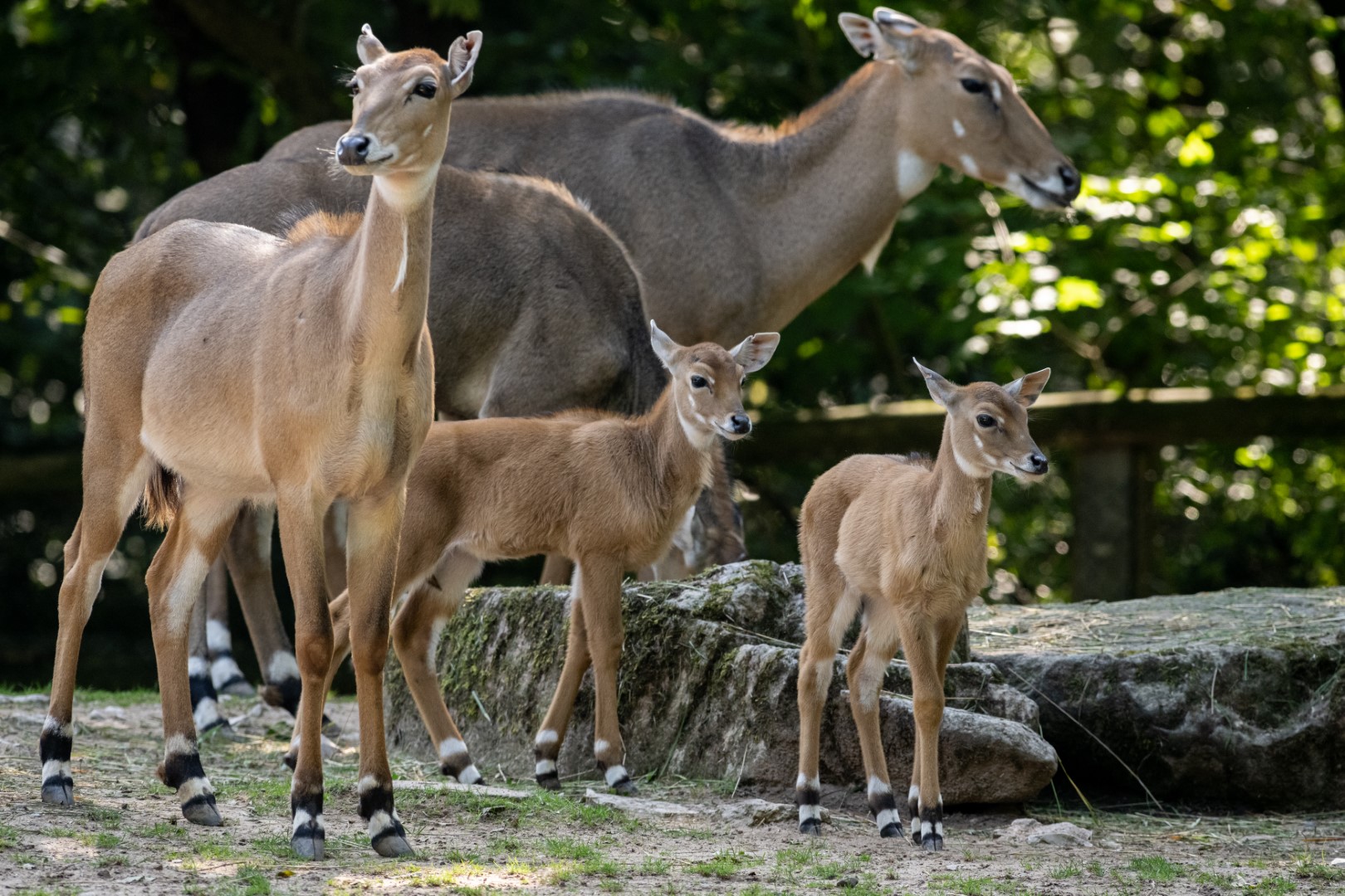 Nilgau-Antilope, Foto: Thomas Hahn