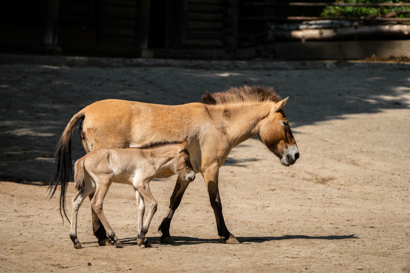 Przewalski-Pferd, Foto: Tom Burger