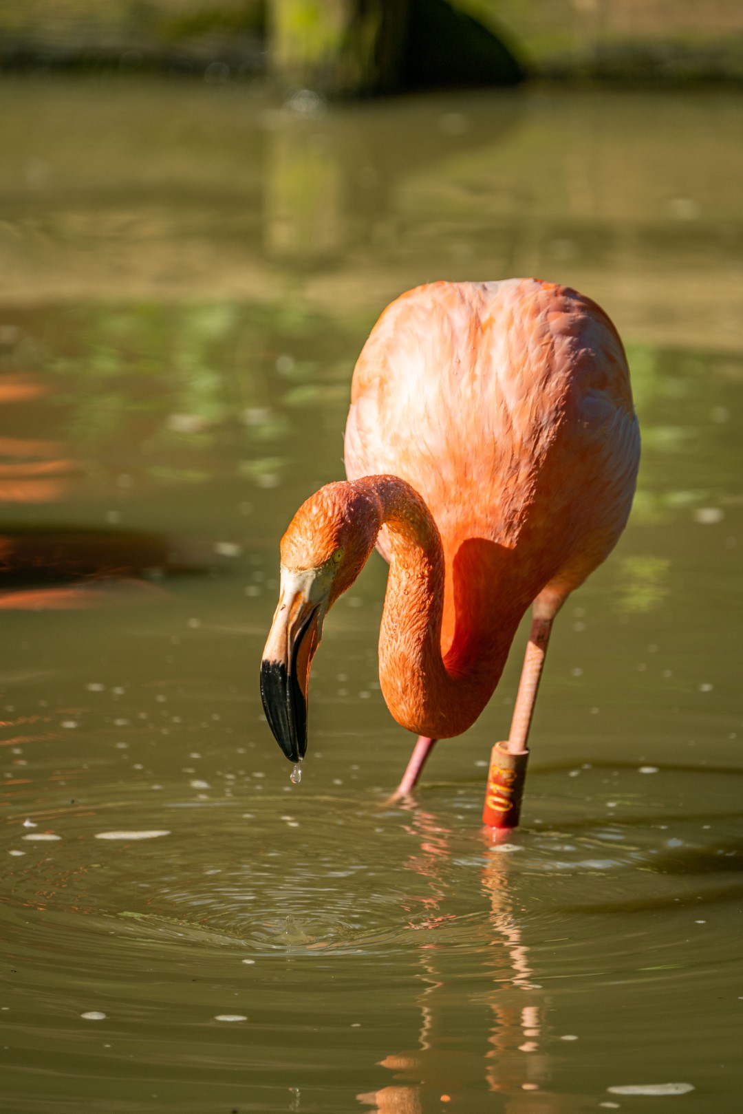 Roter Flamingo, Foto: Tom Burger