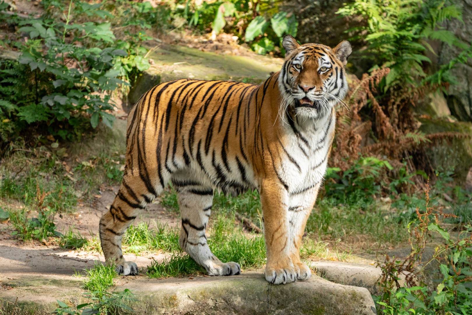 Sibirischer Tiger, Foto: Tom Burger