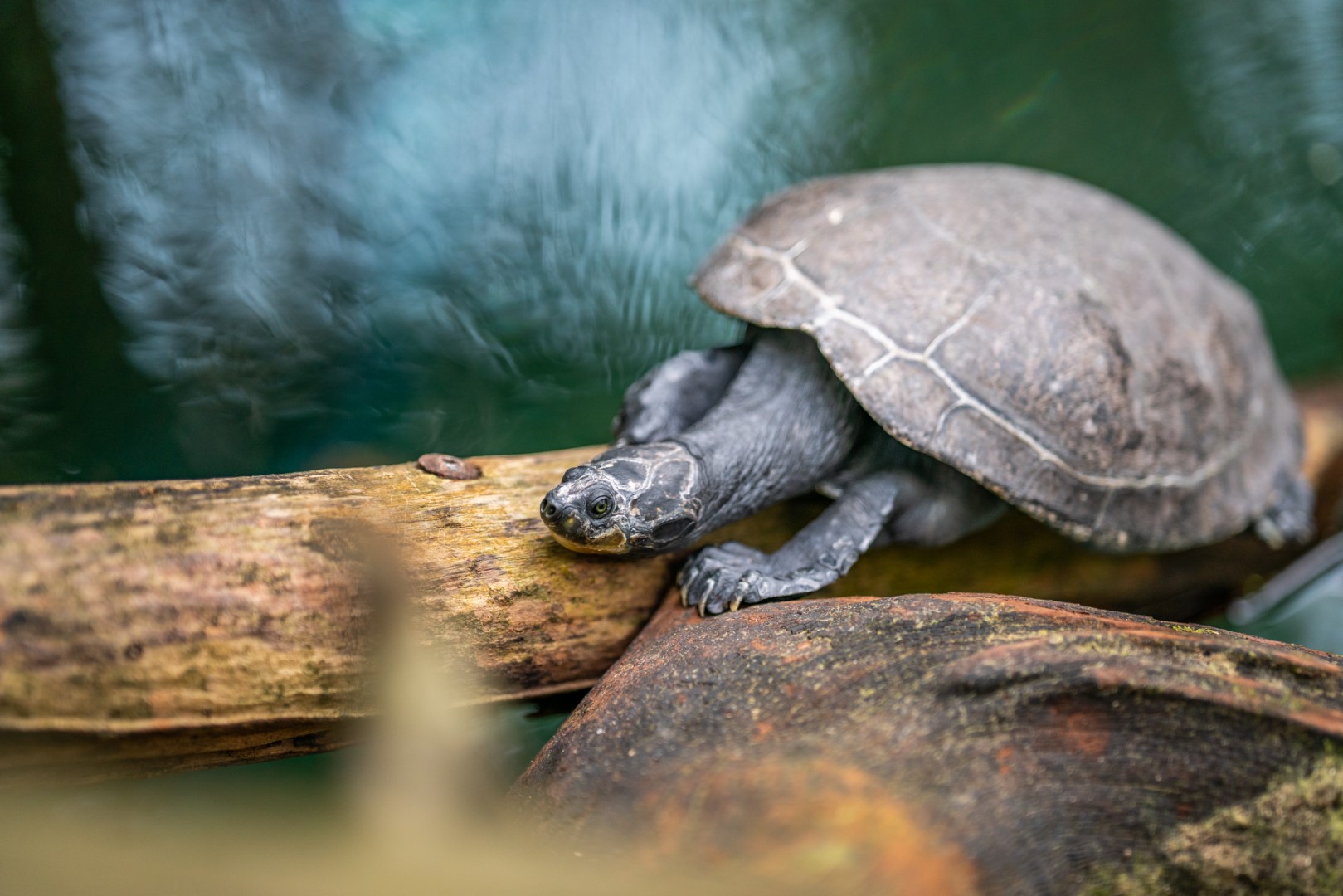 Terekay-Schildkröte, Foto: Tom Burger