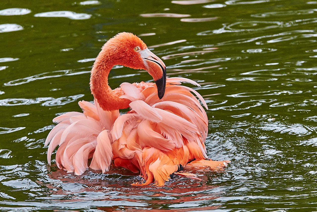 Roter Flamingo, Foto: BiRo