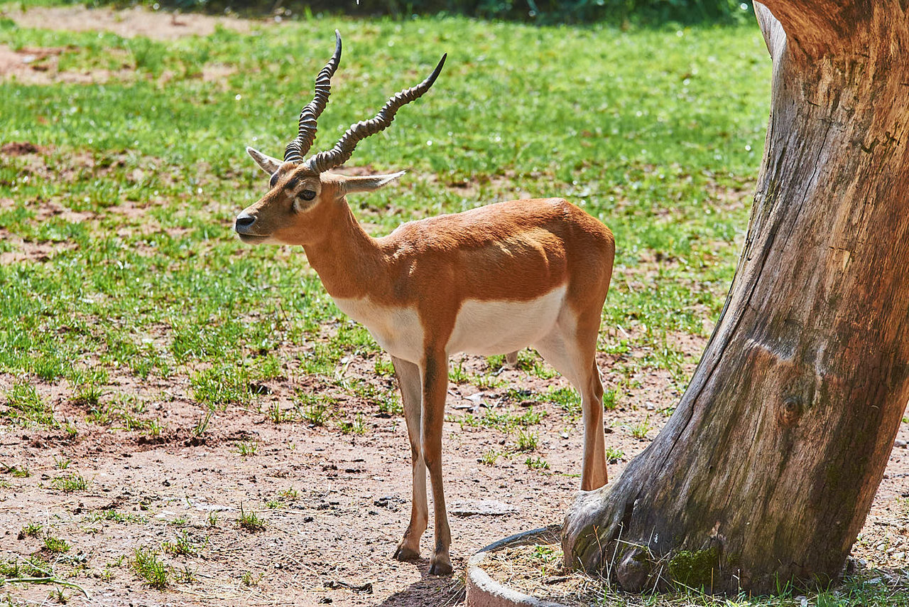 Hirschziegenantilope, Foto: Tiergarten Nürnberg