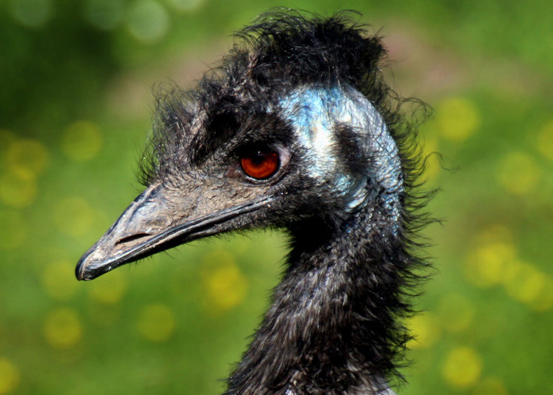 Emu, Foto: Willi Weigt