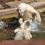 Action im Eisbären-Bad!