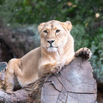 Löwin entspannt auf Baum in herbstlicher Natur
