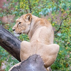 Löwin in Rückenansicht auf Baum