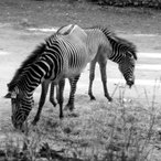 Das doppelte Zebra