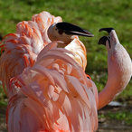 Unterhaltung auf Flamingo-Art