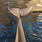 So, 27.02.2022: Auch ohne Show merkt man die gute Laune der Delfine