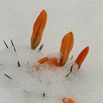 Krokusse im Schnee am 18. März