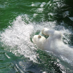 Ein Eisbär beim Kraulschwimmen