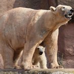 Eisbärenmutter mit Nachwuchs