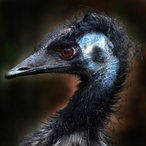 Emu, Foto von Heike M. Meyer