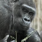 Gorilla. Foto von Heike M. Meyer