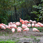 Flamingo Herde im herbstlichen Gehege