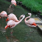 - Flamingo