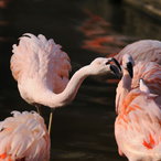 Foto: David B. &amp; Micha I. Sheldon, Chile Flamingo