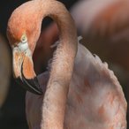 Flamingo (Low Key Portrait)