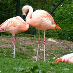Flamingo 2021