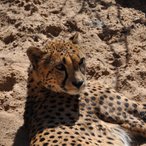 Auch Geparde genießen die Ersten warmen Sonnenstrahlen