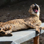 Gähnender Gepard