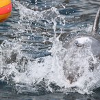 Delphin Moby