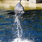 Für Moby - Du warst ein wunderbarer Delfin