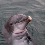 Moby der besondere Delfin