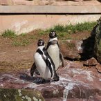 2 Pinguine
