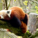 Roter Panda 2022