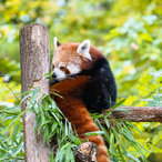 Kleiner Pandabär im Herbst beim Fressen
