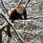 Kleiner Pandabär im verschneiten Baum