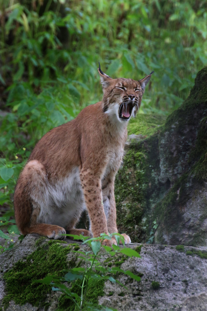 Tiergarten Nuernberg De Tiere A Z