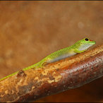 Madagassischer Taggecko