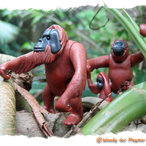 Orang-Utans auf der Spur ...