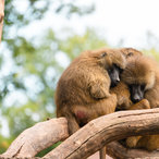 Pavianfamilie kuschelt bei herbstlichen Temperaturen