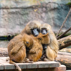Pavianfamilie kuschelt bei herbstlichen Temperaturen