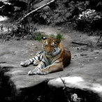 Epischer-Tiger