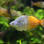 Regenbogenfisch- Melanotaenia boesemani