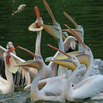 Pelikanfütterung