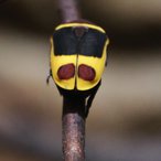 Kongo- Rosen-Käfer Pachnoda marginata