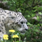 Schnee Leopard 