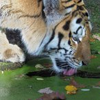 durstiger Tiger