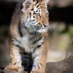junger Tiger