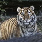 SIBIRIAN TIGER / Panthera tigris altaica